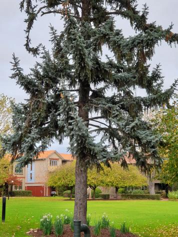 Take care of our beautiful old trees